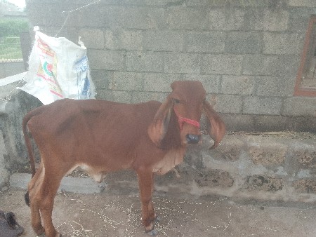 ગીર