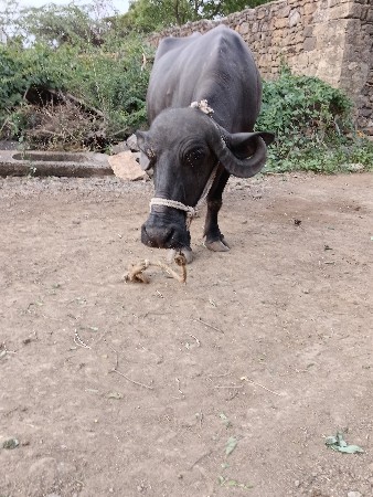 ભેંસ વેસવાની સે