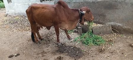 વેચવાની