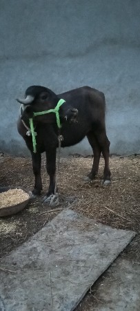 પાડયૂ