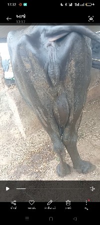 3 vatar besa vach vani saaa