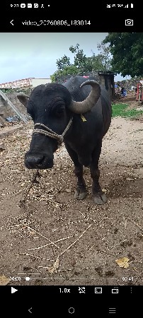 ભેંસ વેચવાની છે..