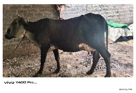 ગીર ક્રોસ ફુલ જવાબદારી થી દેવાની