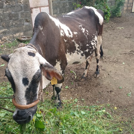 ગાય વેચવાની છે