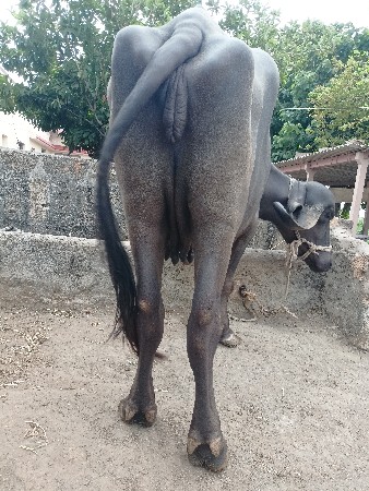 ભેંશ વેચવાની છે.