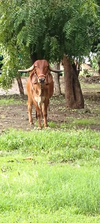 ગીર ગાય વેચવાની છે
