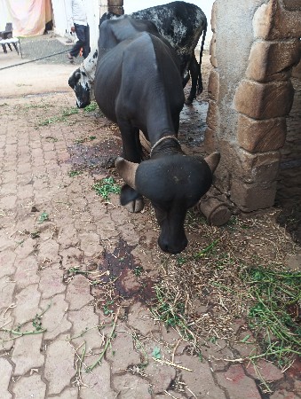 આ ખડલી વેચવાની