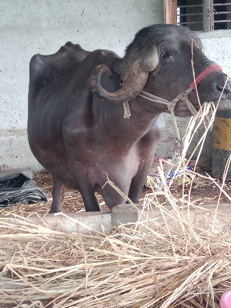 વેસવાનીસે ત્રીજું વેતરવીયાસે