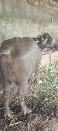 ભેંસ વેચવાની છે