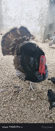 તડકી ના ઈંડા વેચવાના છે