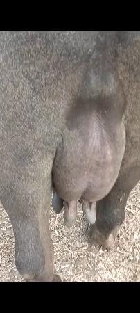 ભેંસ વેચવાની છે બીજું વેતર