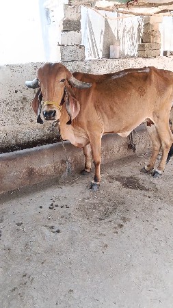 બે ગાય વેચવાની છે