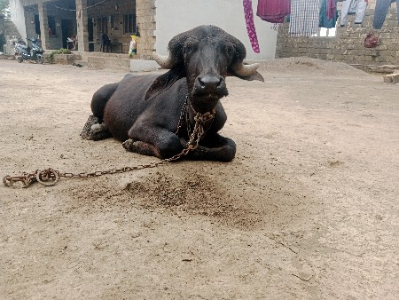 પાડો વેચવાનો છે