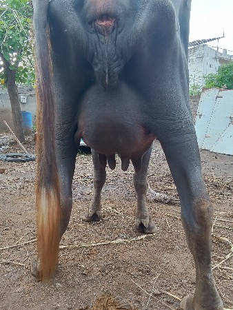 ભેંસ વેચવાની છે