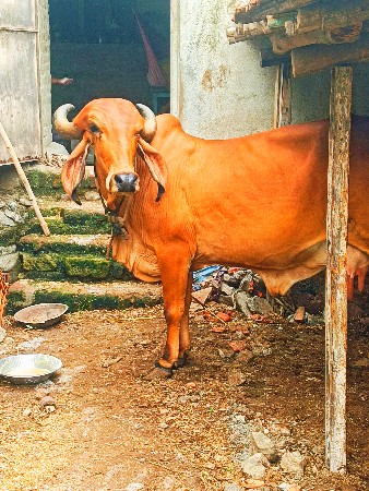 ગીર ગાય વેચવાની છે.