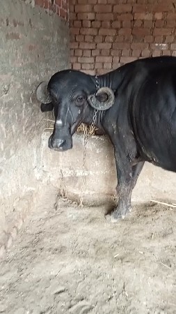 ખડાય