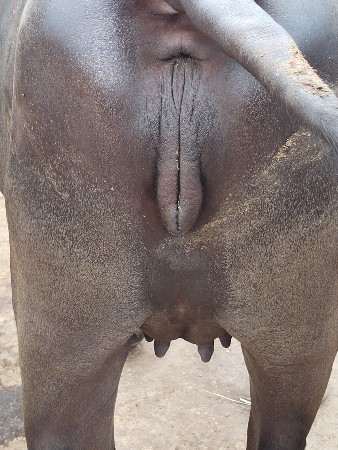 ખડેલી વેચવા ની સે પેલુ વેતર