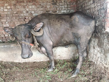 ખડેલી વેશ વાની સે