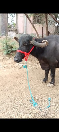 ભેસ