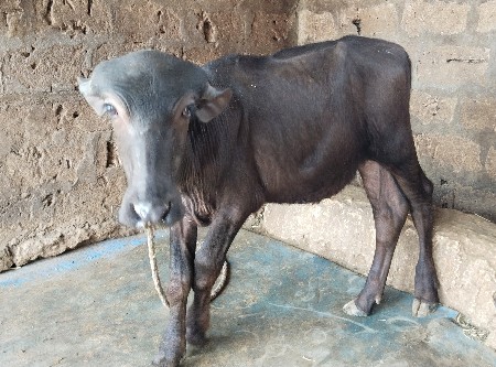 પાડો વેચવાનો છે