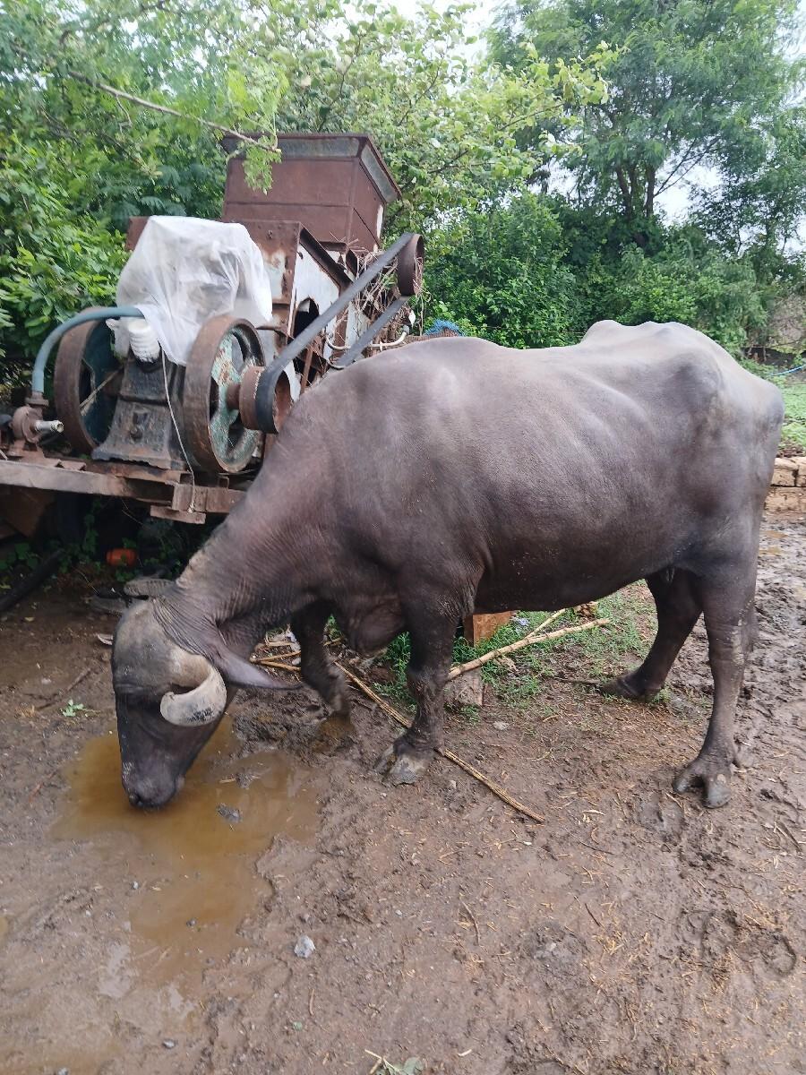 bhesh vechva ni chhe