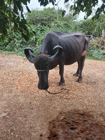 ભેસવેતરપાસ,પસીસદીવનીકાસીકીમત,65000