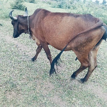 વેચવાની