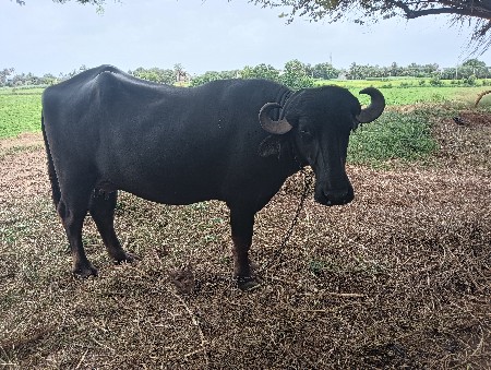 ભેંસ વેસવાની છે
