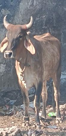 આ ગાય વેચવાની છે