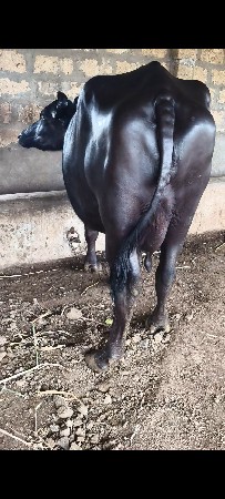 ભેંસ વેચવાની છે