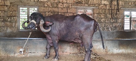જાફરાબાદી