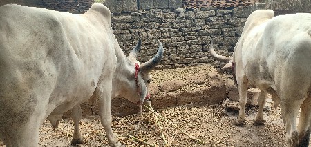 બળદ વેચવાના છે