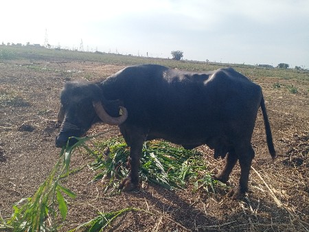 ભેંસ વેચવાની છે