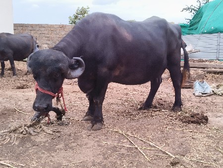 ભેશવેશવાની શે
