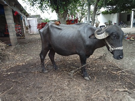 1.  vetar.  bhesh vesvani se
