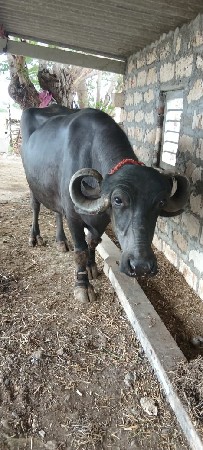 એક ભેંસ અને ખડેલી વેચવા ની છે