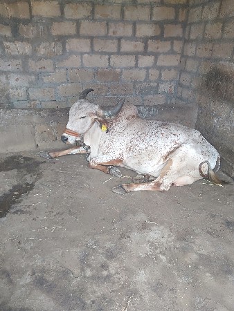 ગાય વેચવાની છે
