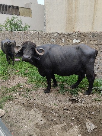 ભેંસ વેચવાની છે