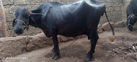 ભેંસ વેચવાની છે 55000 માં