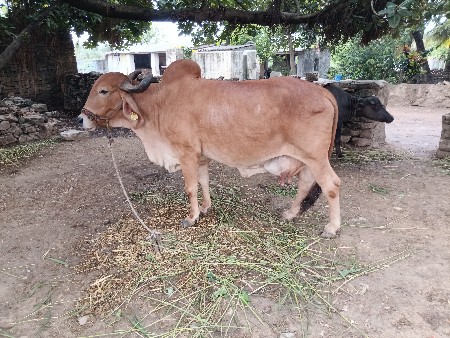 દેવસી રામ