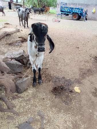 વાછડો વેચવાનો છે