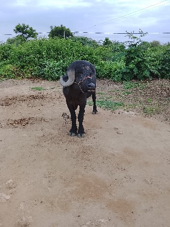 પાડો વેચવાનો છે