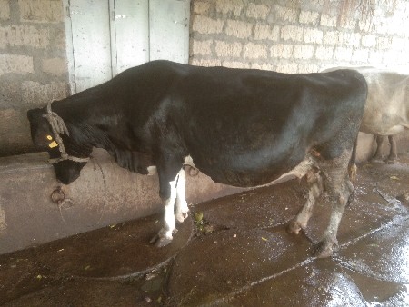 ક્રોસ એસ અપ