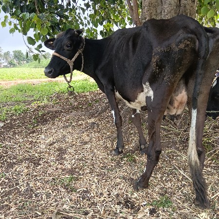 એચએફ ફોડકી વેચવાની છે