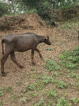 જેમલસીભાઇ