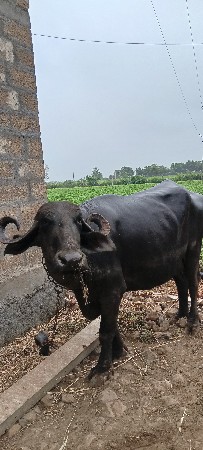 બીજુ વેતર ખડેલી વેચવાની છે