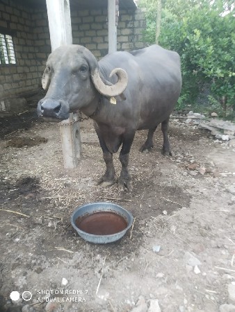 ભેંસ વેચવાની છે