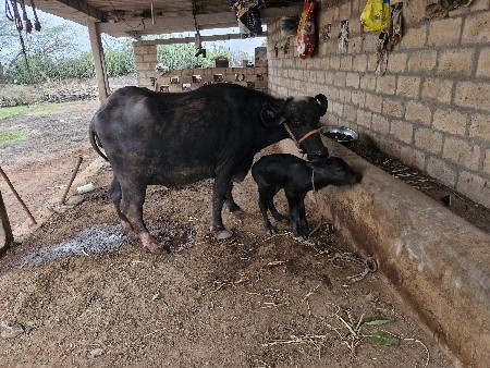 2 ભેંસ વેચવાની છે