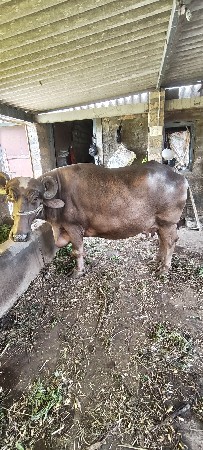 ભેંસ વેચવાની છે (13 ફેટ)