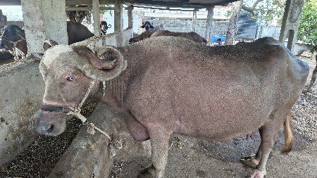 bhesh vechvani 6e